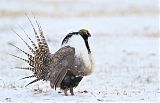 Gunnison Sage-Grouse